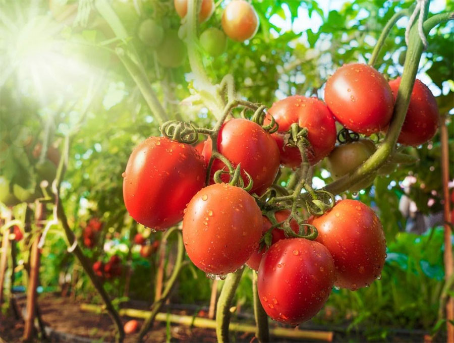 Collect the seeds from your tomato plant for a bumper harvest next year