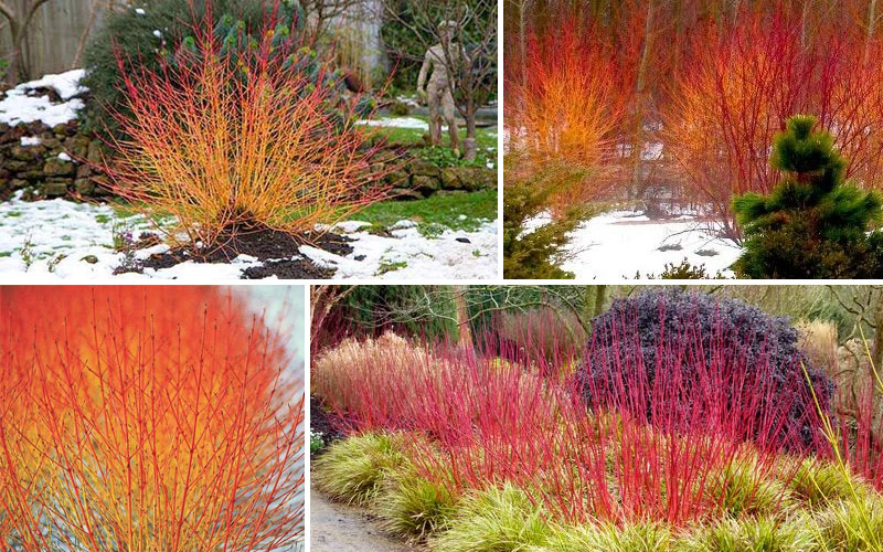 5 Wonderful Winter Plants to Brighten Up Your Garden