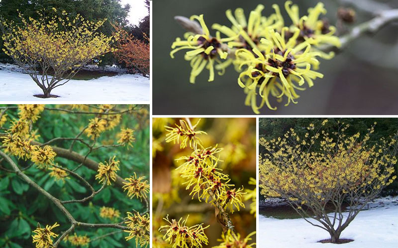 5 Wonderful Winter Plants to Brighten Up Your Garden