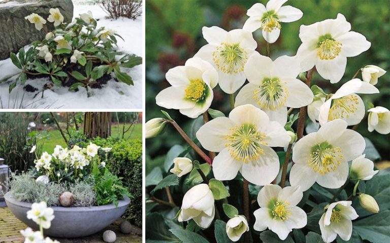 5 Wonderful Winter Plants to Brighten Up Your Garden