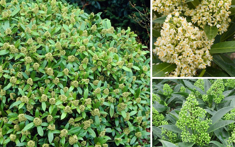 Skimmia Kew Green | 5 Wonderful Winter Plants to Brighten Up Your Garden