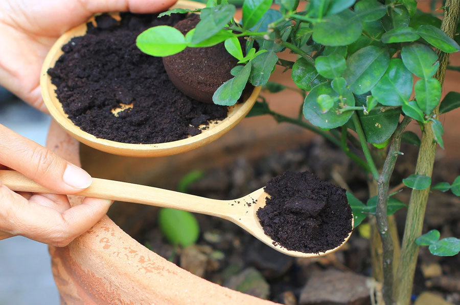 Using Coffee To Deter Slugs