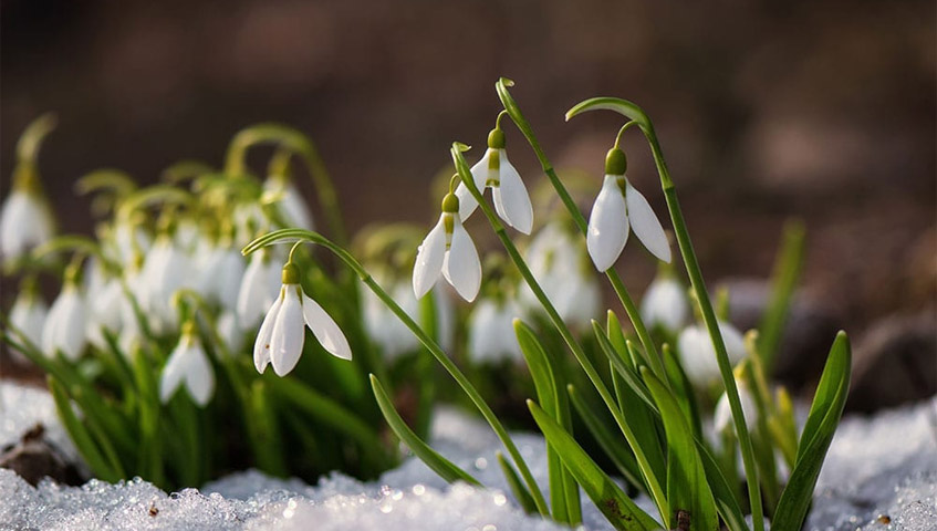 Winter Flowering Plants