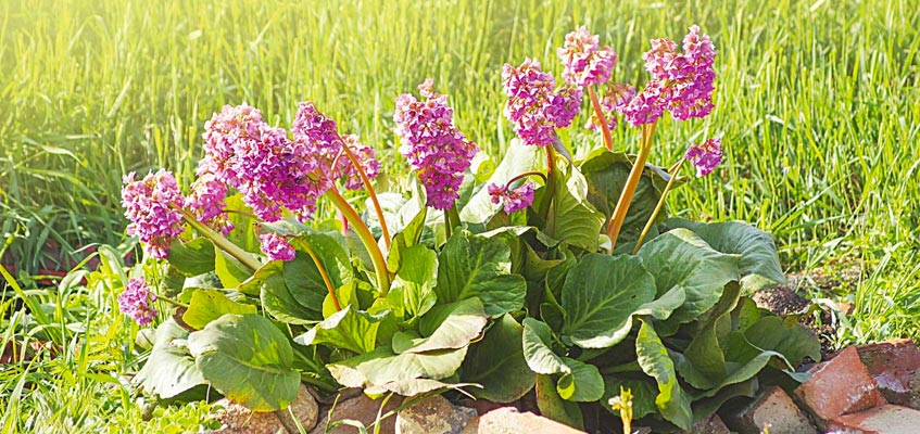 Bergenia