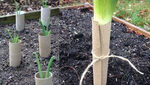 leeks planting