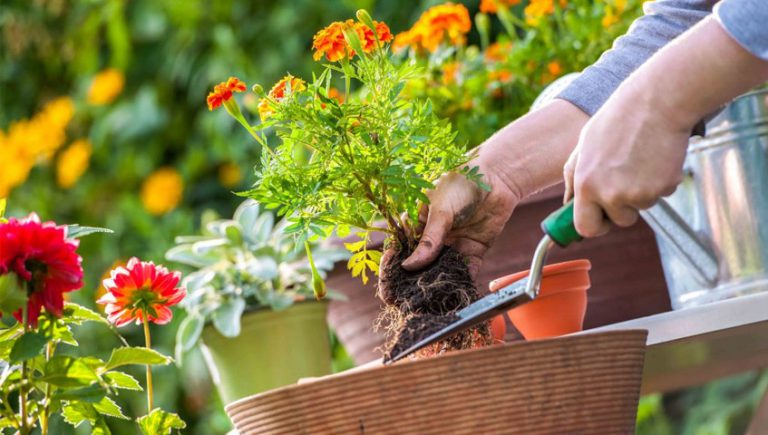 planting plants