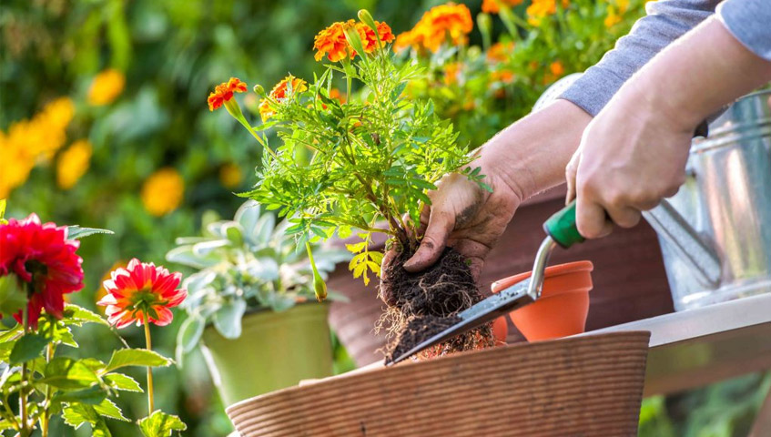 planting plants