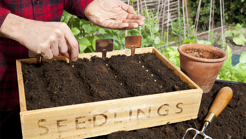 sow your seeds directly into the compost