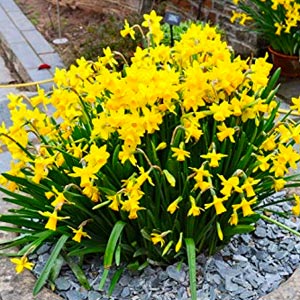 Daffodil Bulbs