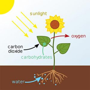 Photosynthesis