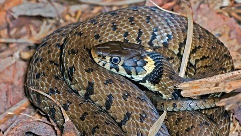 The Grass Snake