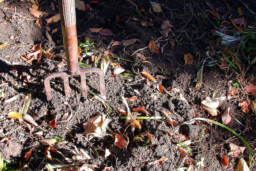 Forking the soil will aid drainage