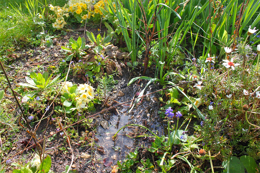 The telltale signs of a waterlogged garden.