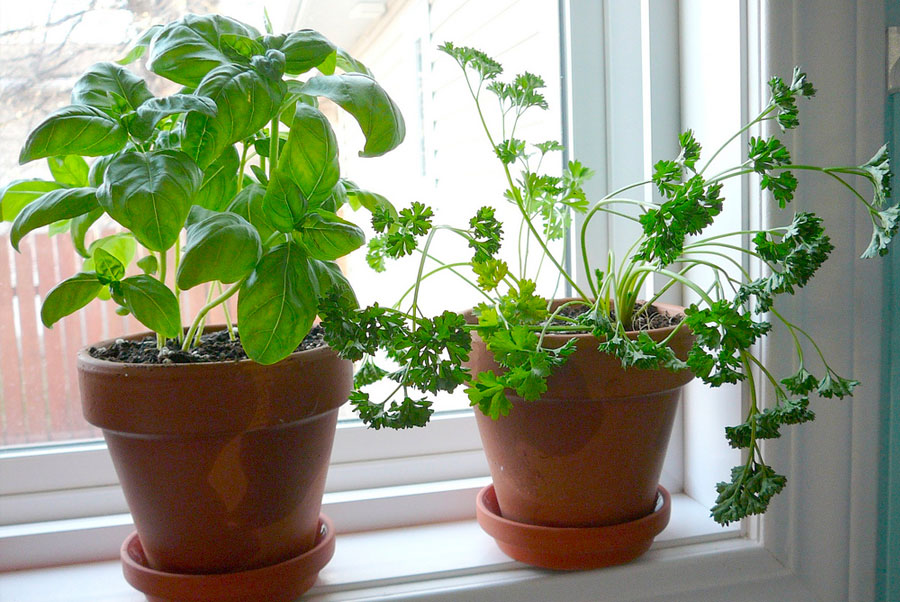 Basil and parsley indoor herbs