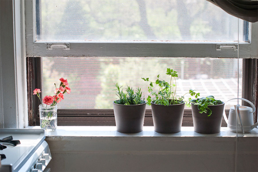 Make sure that your herbs have plenty of natural light