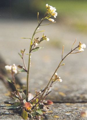 Arabidopsis plant (Wikimedia Commons)