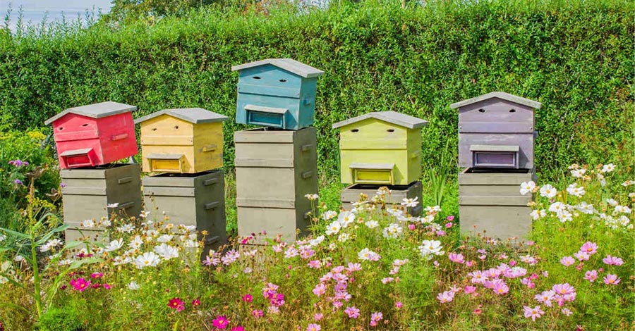 Can I Keep Bees in my Garden? » Shetland's Garden Tool Box