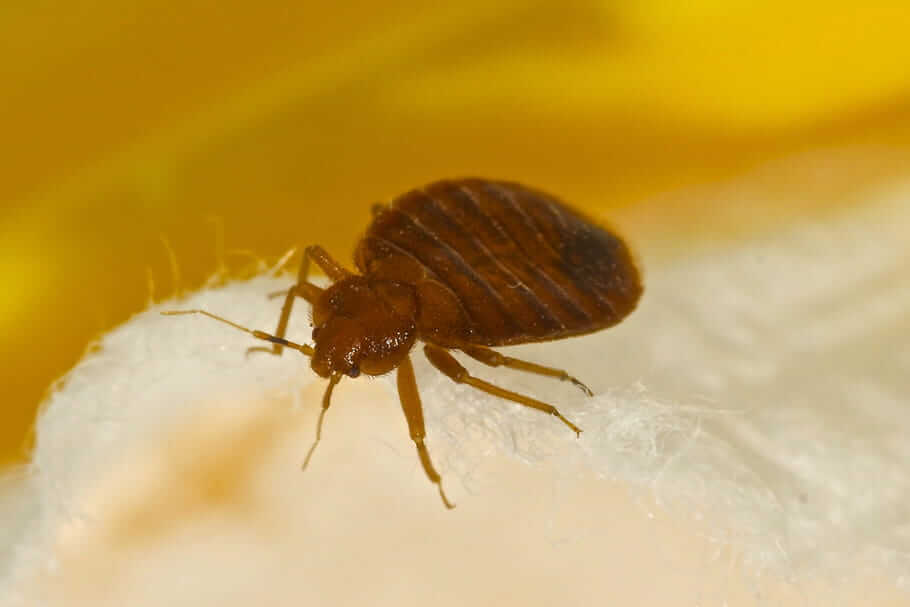 How to Check for Bed Bugs in Used Furniture?