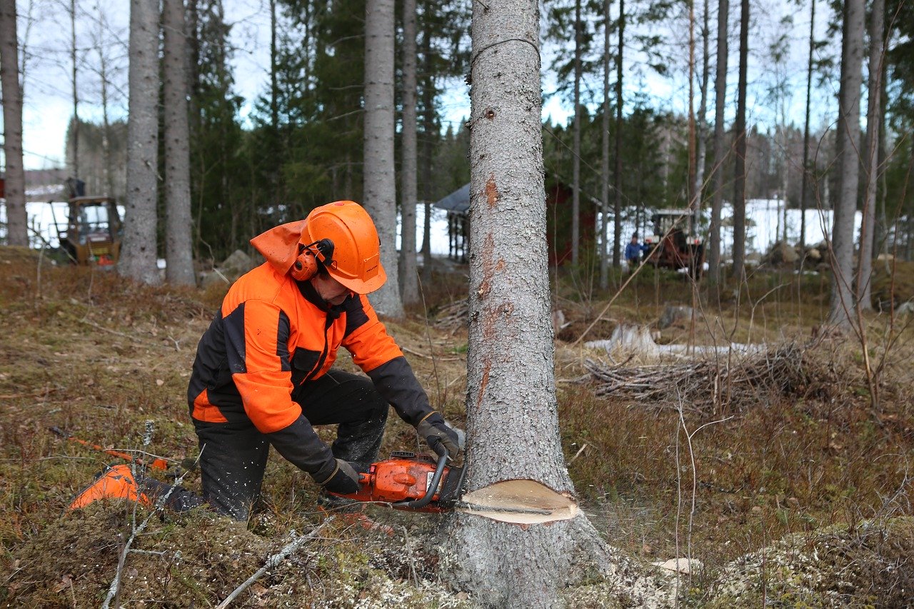 Chainsaw safety clothing  Wikipedia