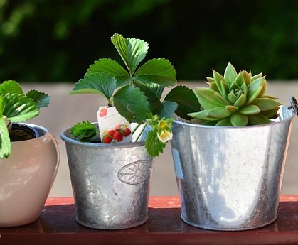 balcony-plants