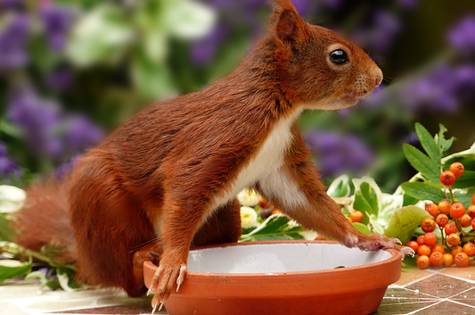 feeding-squirrel