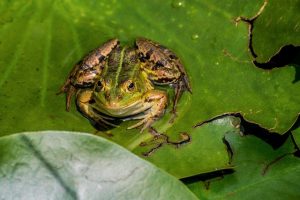 frog-in-the-pond