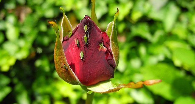 greenfly-on-rose