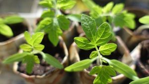 plant-tomatoes