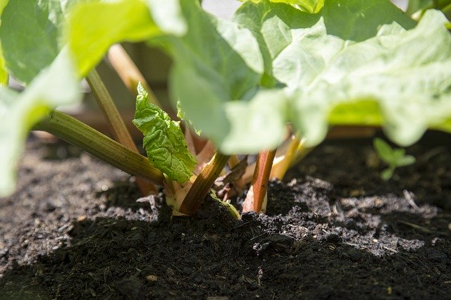 prepare-soil-for-rhubarb