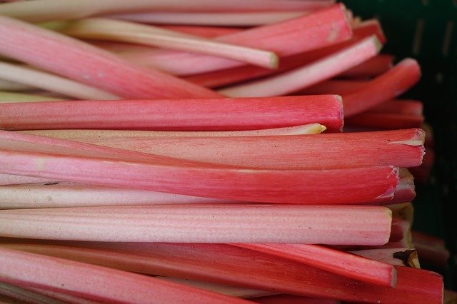 rhubarb-cuting