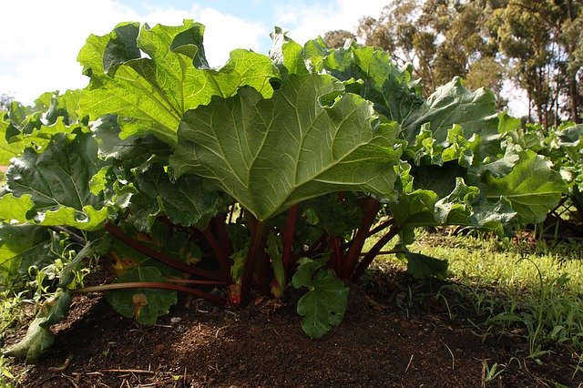 rhubarb-plant