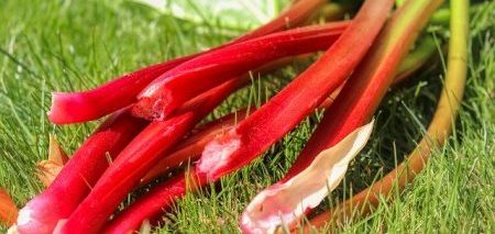 rhubarb-ready-to-eat