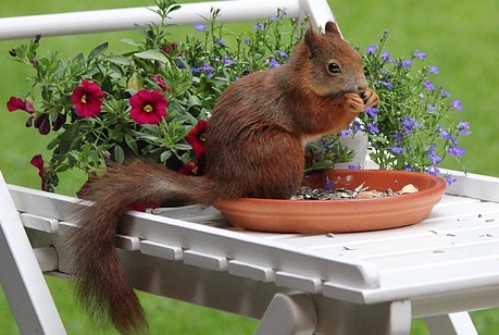 squirrel-feeding-in-garden