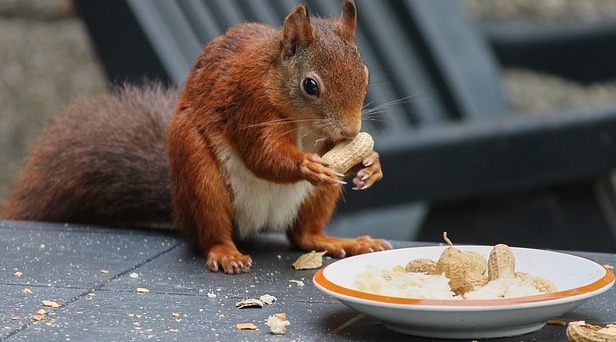 squirrel-in-garden