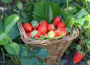 strawberries