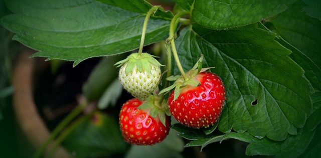 plant strawberries