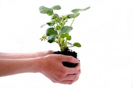 strawberry plants