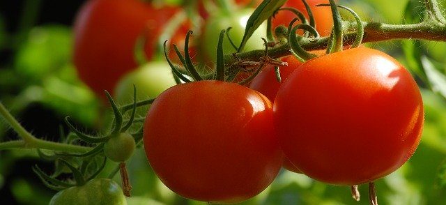 tomato-growing