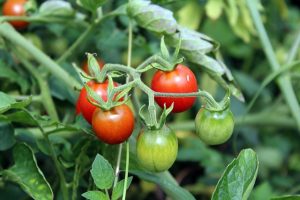 tomatoes-red-green