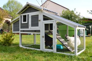 Chicken Coop with hen