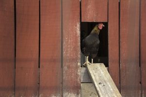 build-chicken-coop