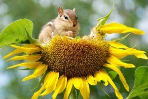 chipmunk-eating-sunflower