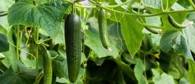 cucumbers