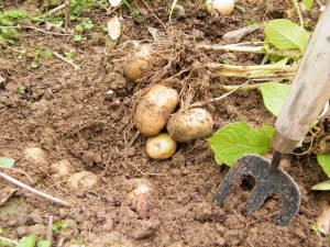 digging-for-potatoes