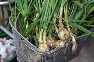 harvest-onion