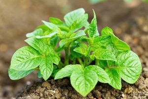 potato-plant-green