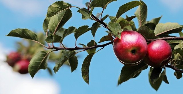 red-apple-tree
