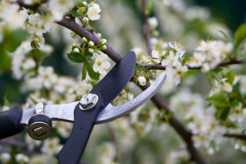 How to Prune a Cherry Tree » Shetland's Garden Tool Box