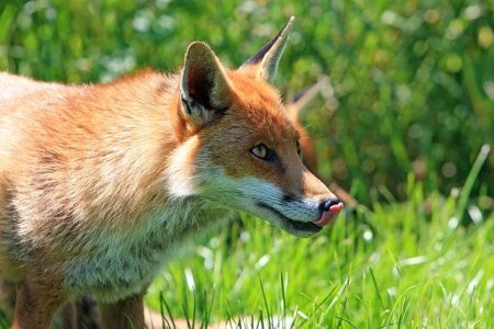 How to Get Rid of Foxes from your Garden » Shetland's ...