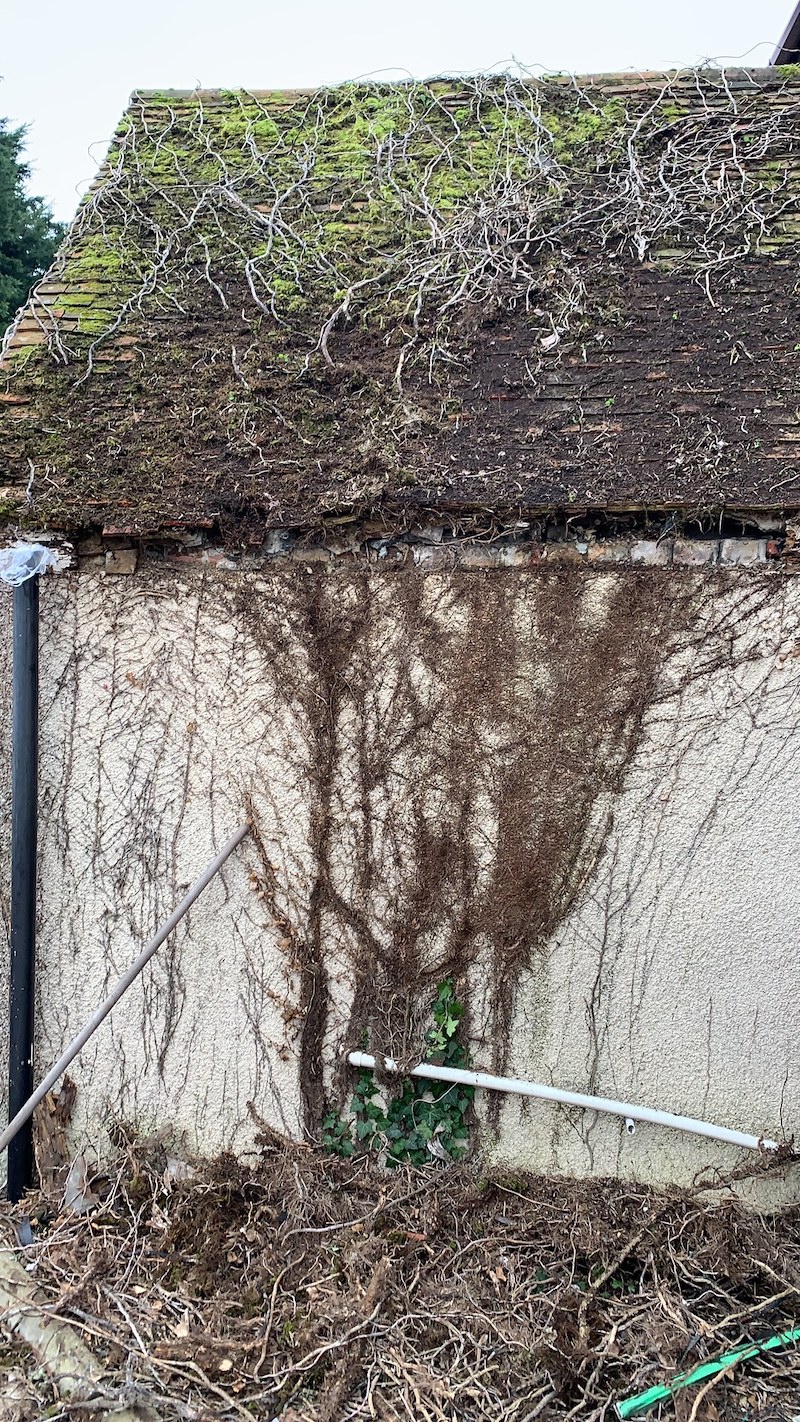 Learn how to remove Ivy from roofs and walls